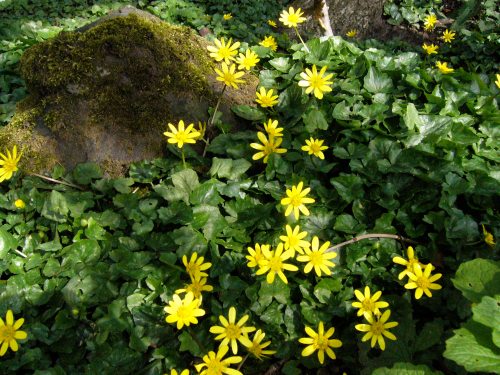 Lesser Celandine: Adel Woods, May 2010