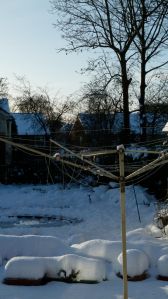 Our garden yesterday