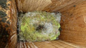 A tit nest - with luminous green material!