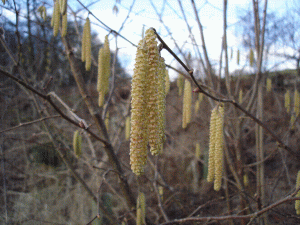 Male (yellow catkins) and female (tiny, red) flowers of Hazel, Adel Woods.