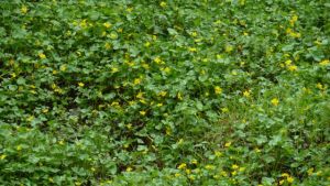 A mass of marsh marigolds by Adel Beck