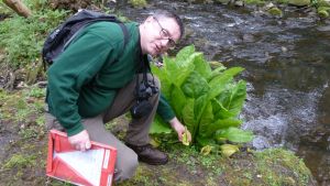 Steve examines the flower of a Western Skunk Cabbage