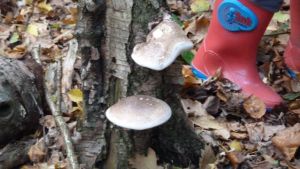 Birch Poly Pore and red wellington boot.