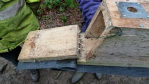 See the insect cocoons in the hinge area of the box