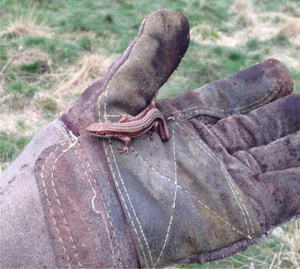 Viviparous lizard found on Adel Moor Leeds in April 2014.