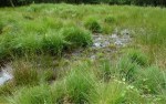 Surface water on the bog
