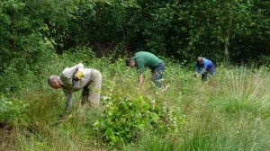 Clearing brambles