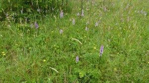 Common spotted orchids