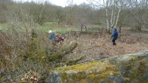 The renascent oak tree