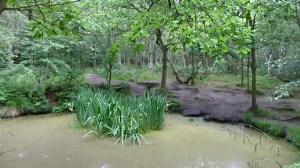 A pollen laden Adel Pond!
