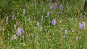 The orchid meadow