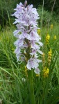 Heath Spotted Orchid with yellow flowers of the Bog Asphodel in background
