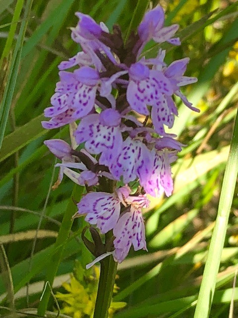 18.07.15 Dactylhoriza maculata Heath Spotted-orchid Adel Bog Cathy Zanker 02