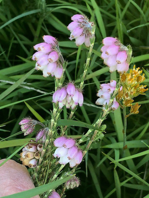 18.07.15 Erica tetralix Cross-leaved Heath Adel Bog Cathy Zanker