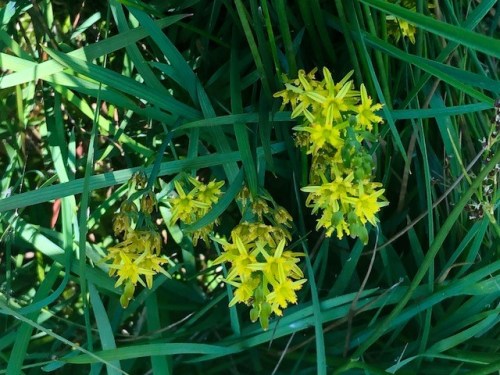 18.07.15 Narthecium ossifragum Bog Asphodel Adel Bog Cathy Zanker