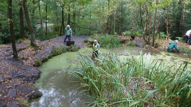 This photograph shows Adel Pond with two people in the pond and two on the bank, clearing silt and debris.  There is a large clump of flag irises in the foreground.