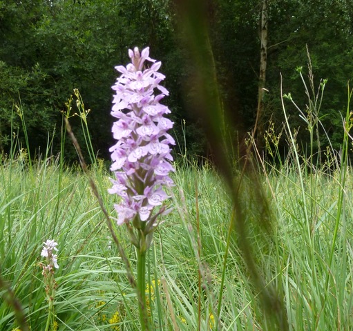 heath spotted orchid, Adel Bog 21 July 2019

