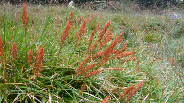 Bog Asphodel in Adel Bog, September 2019