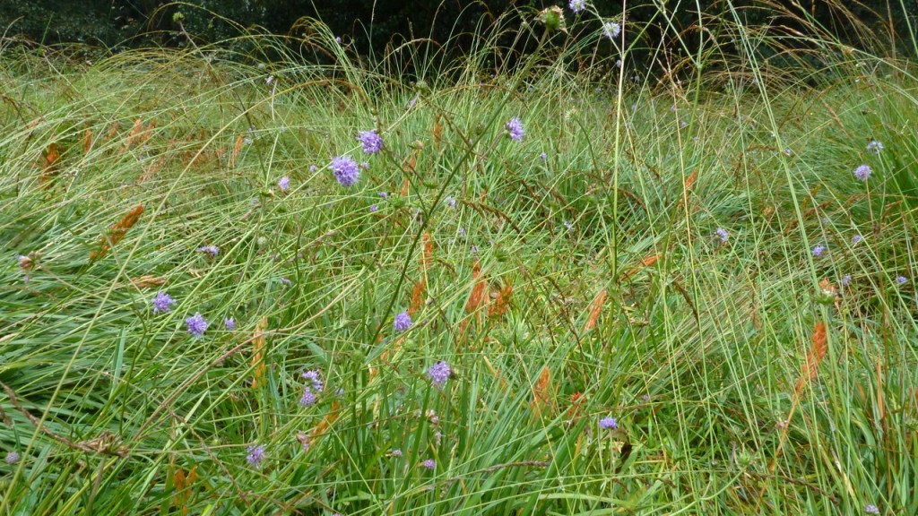 Scabious and Bog Asphodel in Adel Bog September 2019
