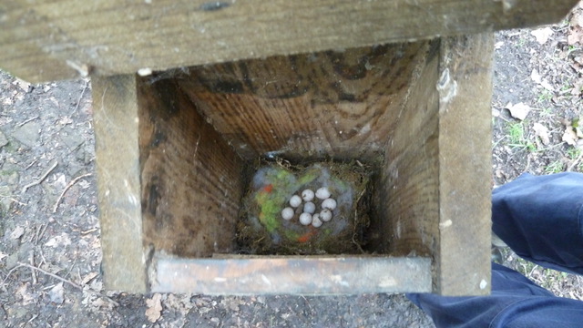 Adel woods.  Tit nest.  12 January 2020.
