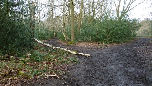 friends of adel woods   the meanwood valley trail