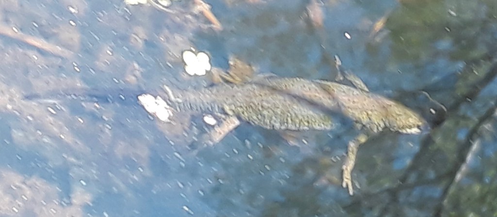 Newt; Adel Pond; 21 April 2020
