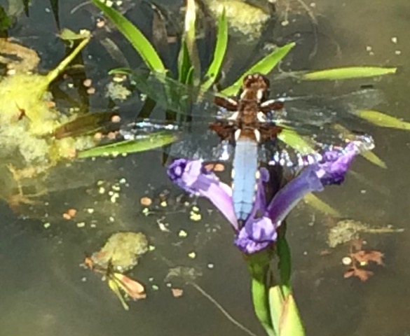broad-bodied chaser, LS17 7BW 31st May 2020