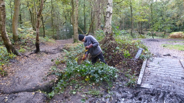 Mill Fall Pond, Adel Woods, 11 October 2020
