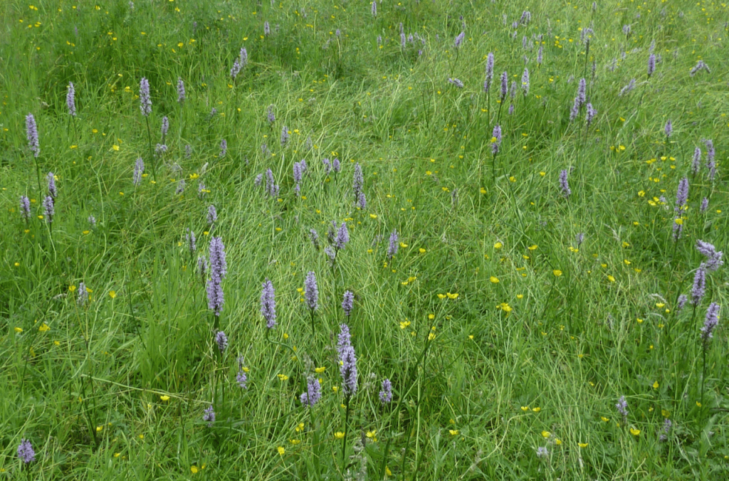 The orchid meadow Adel Woods, 10th July 2021