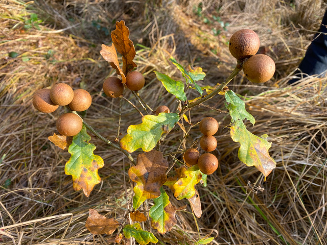 Gallos on oak tree, Adel Bog, 21st November 2021