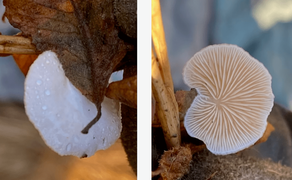 Oyster Mushroom on Adel Bod, 21st November 2021