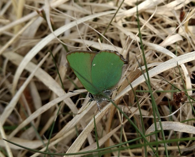 Green Hairstreak butterfly photographed on Adel Moor in April 2022