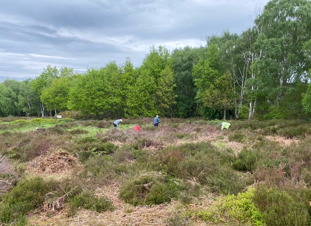 Friends of Adel Woods clearing brambles and bracken on Adel Moor on 15th May 2022