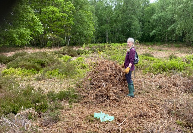 Friends of Adel Woods: removing dead bracken from Adel Moor on 15th May 2022
