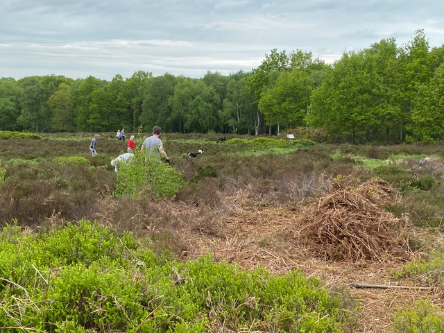Friends of Adel Woods clearing brambles and bracken on Adel Moor on 15th May 2022
