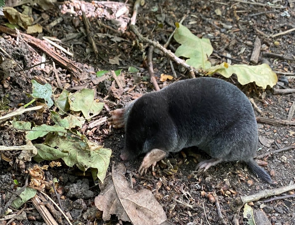 mole in the open, Adel Woods, Leeds. 18th June 2022