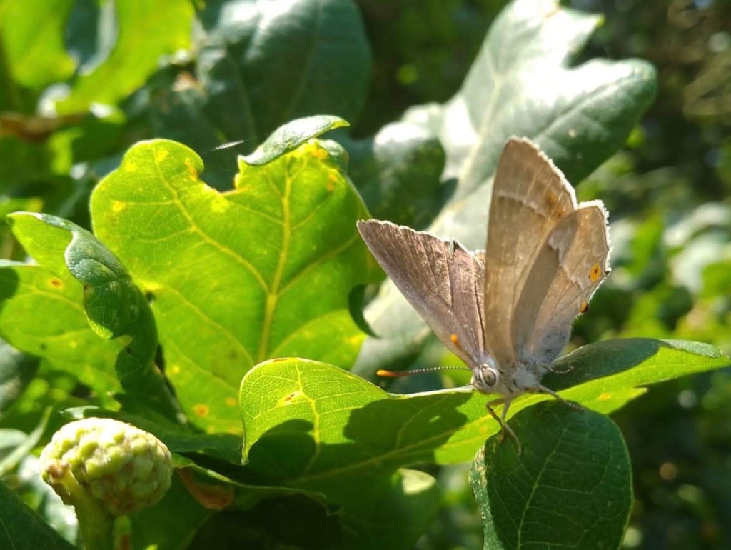 purple hairstreak butterfly in Adel Woods in July 2022