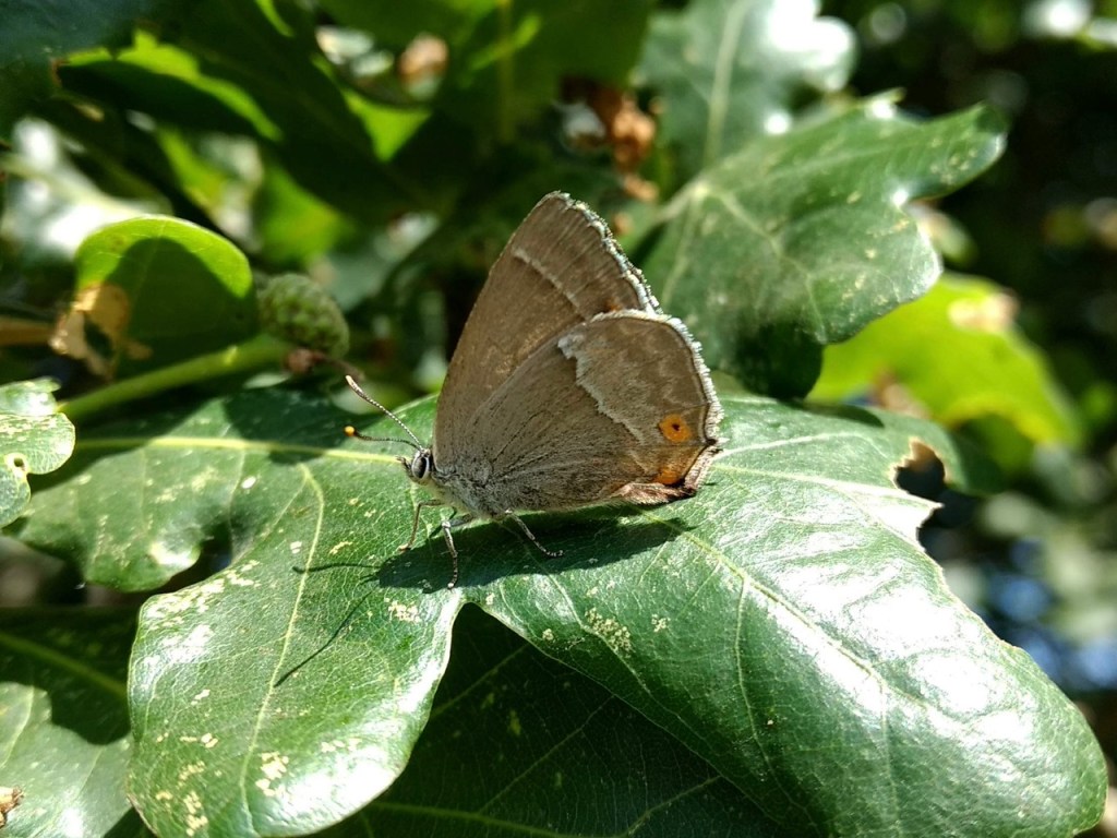 Purple hairstreak butterfly in Adel Woods, July 222