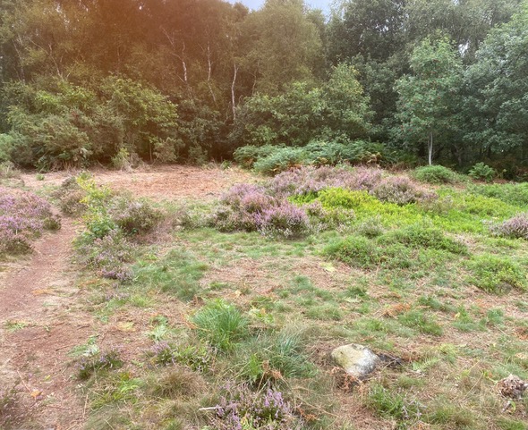 Adel Moor Leeds after clearing bracken by Friends of Adel Woods on 24th August 2022