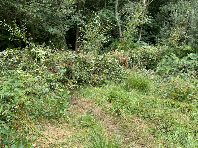 A dead hedge in Adel Woods, Friends of Adel Woods