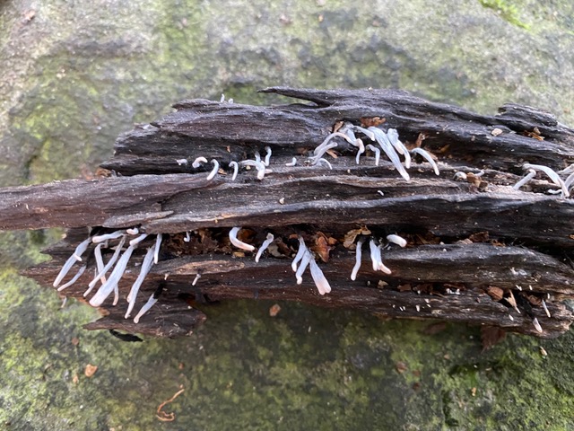 Candlesnuff Fungus, Adel Woods 12th November 2022