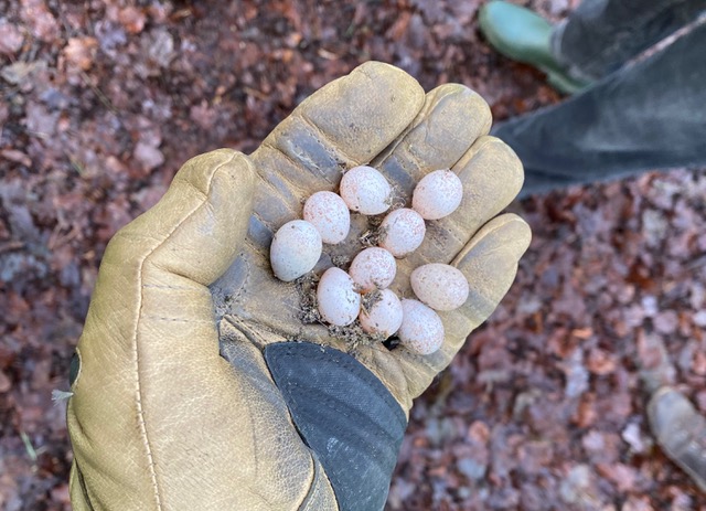 Adel Woods: friends of adel woods; tit eggs
