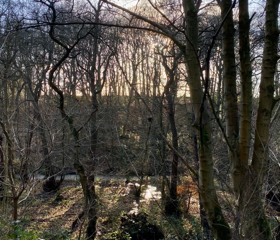 A view of Meanwood Beck through the trees in Adel Woods: 15th January 2023
