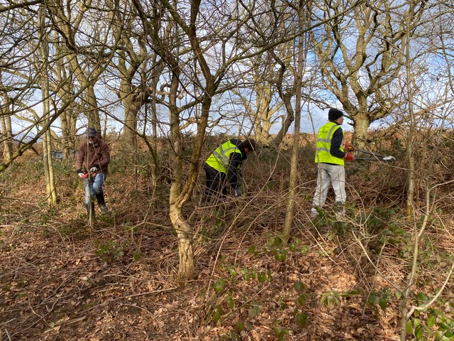 Friends of Adel Woods clearing brambles in the Hospices Woodland in Adel Woods on the 19th February 2023