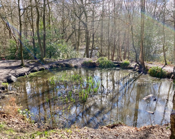 Adel Pond; Adel Woods on 25th March 2023