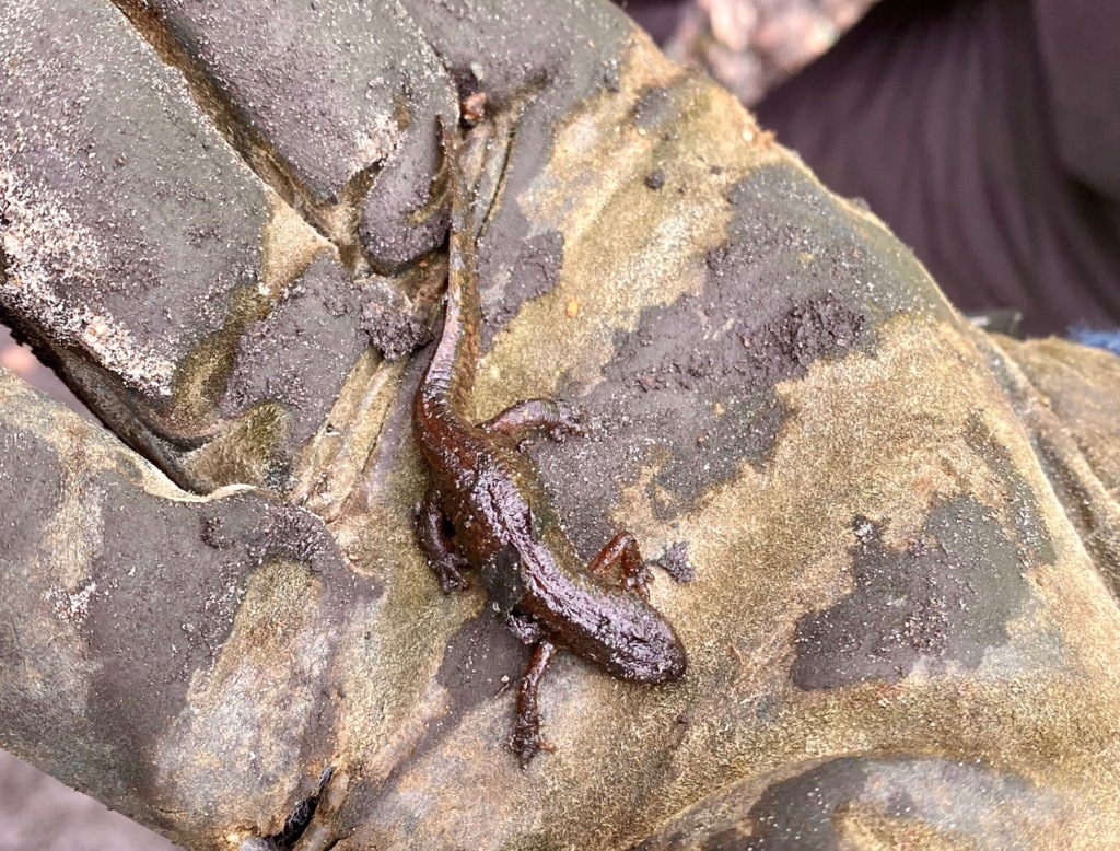 Friends of Adel Woods find a newt in Adel Woods