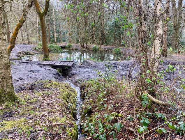 Friends of Adel Woods, Adel Pond, 25th March 2023
