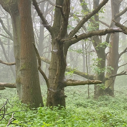 Friends of Adel Woods: Adel Woods