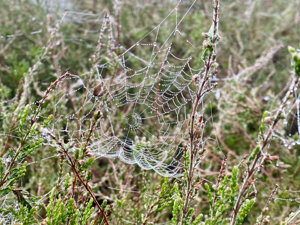 A spider's web on Adel Moor