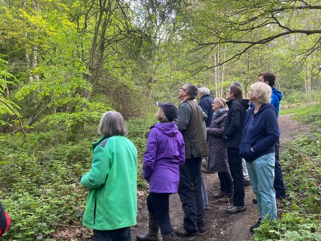 Friends of Adel Woods and birdsong walk in Adel Woods